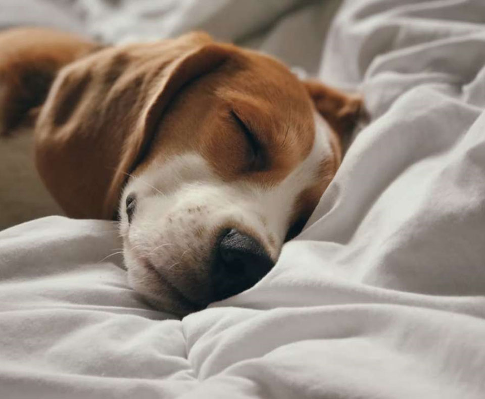 PET-FRIENDLY HOTEL ROOMS