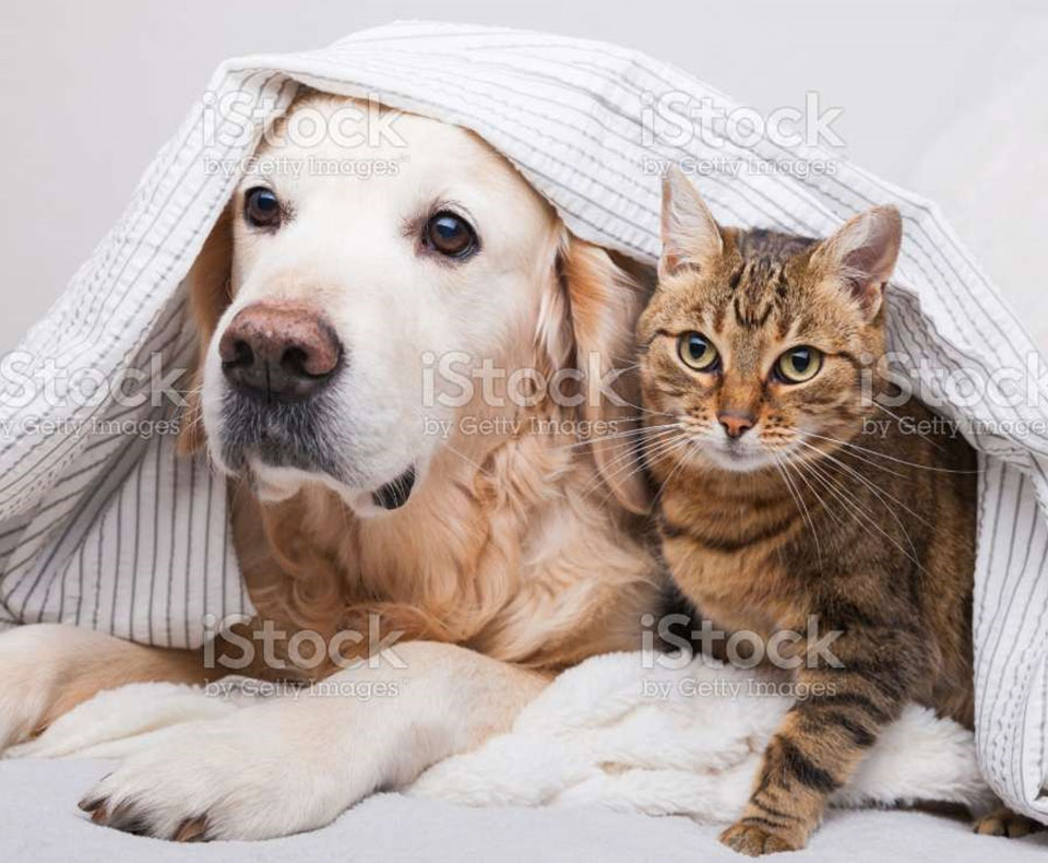 Pet Policy