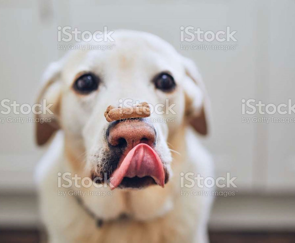 SPOIL YOUR POOCH