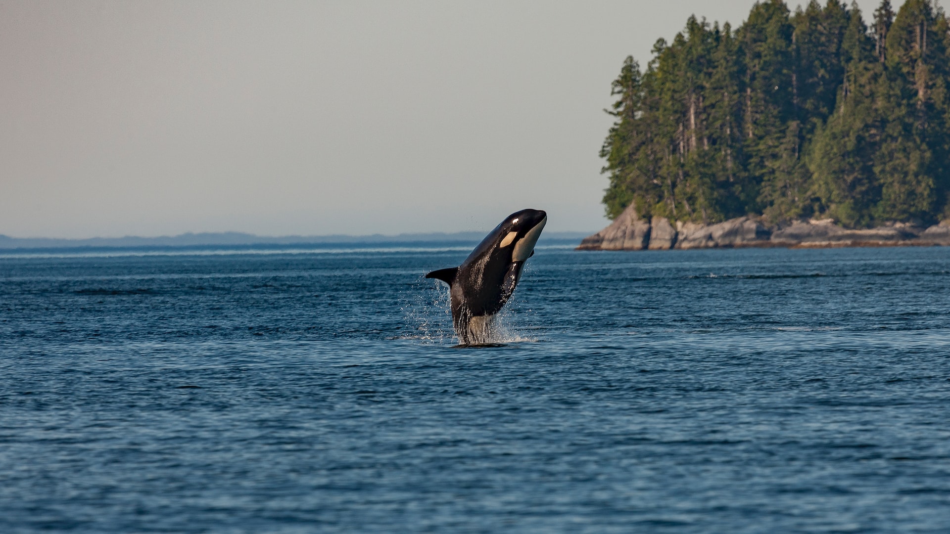 orca killer whale jumping out vancouver island